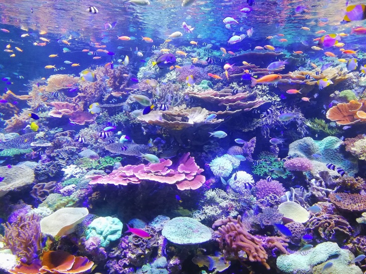 Korallen im Nagoya Aquarium Japan.